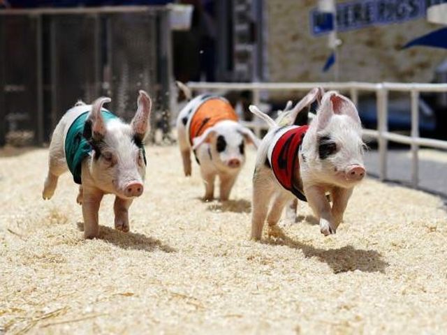 Pig Racing